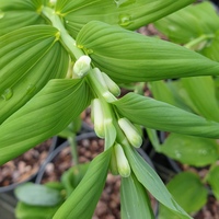 Polygonatum verticillatum